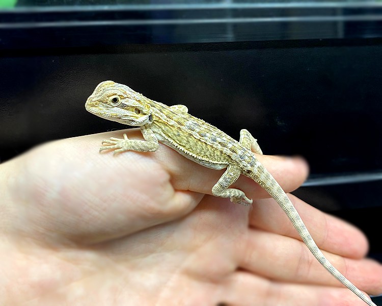 Genetic Stripe Leatherback Bearded Dragon - Juvenile